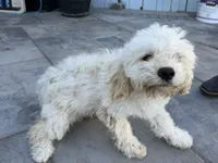 Nieve, a male Cockapoo for sale in Salida, CA – 2 of 3