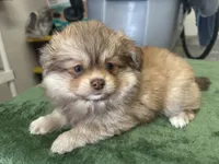 Oso, a male Pomeranian for sale in Salida, CA – 4 of 7
