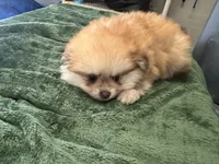 Cacahuatito, a male Pomeranian for sale in Salida, CA – 1 of 10