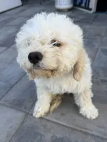Dash, a male Cockapoo for sale in Salida, CA – 3 of 4