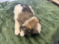 Dashito , a male Pomeranian for sale in Salida, CA – 8 of 8