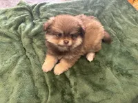Chocolate , a male Pomeranian for sale in Salida, CA – 4 of 8