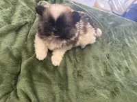 Dashito , a male Pomeranian for sale in Salida, CA – 5 of 8