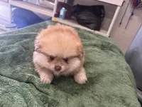 Cacahuatito, a male Pomeranian for sale in Salida, CA – 10 of 10