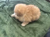 Cacahuatito, a male Pomeranian for sale in Salida, CA – 3 of 10