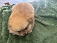 Cacahuatito, a male Pomeranian for sale in Salida, CA – 7 of 10