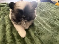Dashito , a male Pomeranian for sale in Salida, CA – 6 of 8