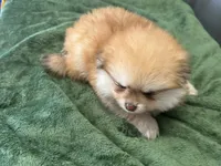 Cacahuatito, a male Pomeranian for sale in Salida, CA – 8 of 10