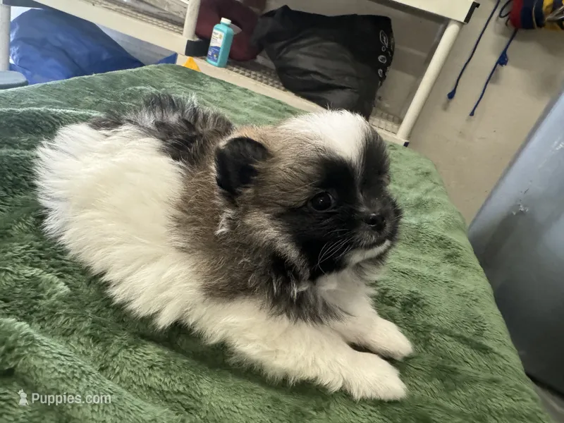 Dashito  – Pomeranian puppy for sale in Salida, CA