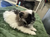 Dashito , a male Pomeranian for sale in Salida, CA – 1 of 8