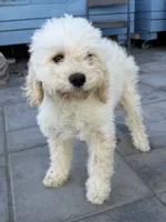 Dash, a male Cockapoo for sale in Salida, CA – 4 of 4
