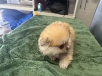 Cacahuatito, a male Pomeranian for sale in Salida, CA – 9 of 10