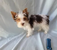 Ressey, a male Yorkshire Terrier for sale in Defuniak Springs, FL – Photo 2 of 3