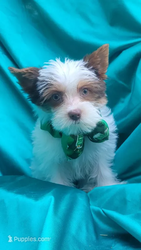 Ressey, a male Yorkshire Terrier for sale in Defuniak Springs, FL – Photo 1 of 3