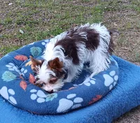 Hershey , a male Yorkshire Terrier for sale in Defuniak Springs, FL – Photo 3 of 5
