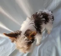 Ressey, a male Yorkshire Terrier for sale in Defuniak Springs, FL – Photo 3 of 3