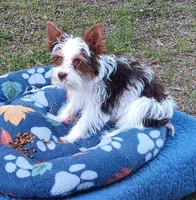 Hershey , a male Yorkshire Terrier for sale in Defuniak Springs, FL – Photo 1 of 5