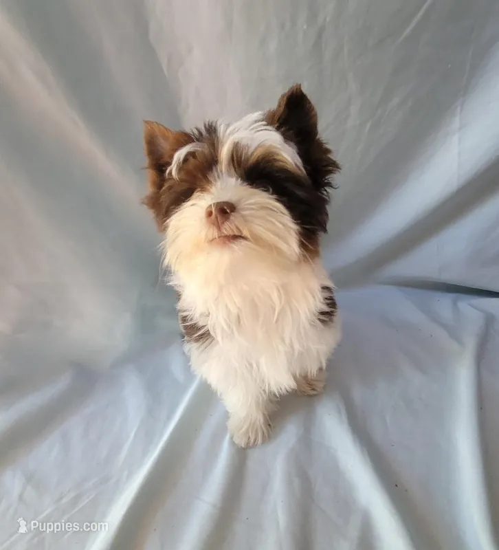 Chip – Yorkshire Terrier puppy for sale in Defuniak Springs, FL