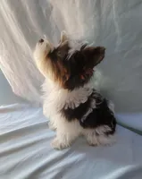 Chip, a male Yorkshire Terrier for sale in Defuniak Springs, FL – Photo 2 of 3