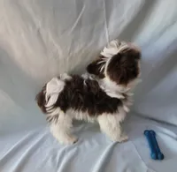 Chip, a male Yorkshire Terrier for sale in Defuniak Springs, FL – Photo 3 of 3