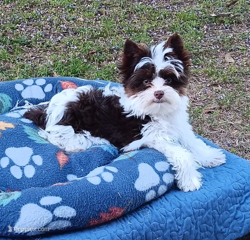 Chip – Yorkshire Terrier puppy for sale in Defuniak Springs, FL