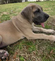 Kimi, a female Great Dane for sale in Ridgeville, SC – Photo 3 of 10