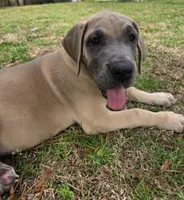 Kimi, a female Great Dane for sale in Ridgeville, SC – Photo 5 of 10