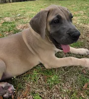 Kimi, a female Great Dane for sale in Ridgeville, SC – Photo 4 of 10