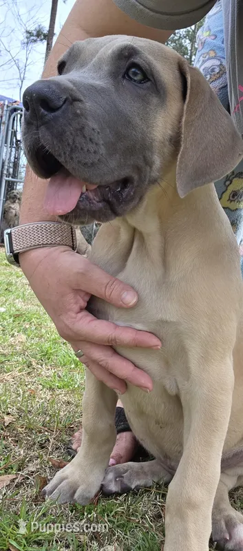 Kimi, a female Great Dane for sale in Ridgeville, SC – Photo 1 of 10