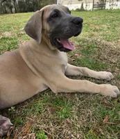 Kimi, a female Great Dane for sale in Ridgeville, SC – Photo 6 of 10