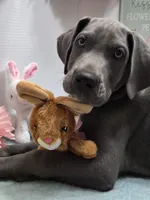 Chuckie, a male Great Dane for sale in Ridgeville, SC – Photo 4 of 10