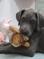 Chuckie, a male Great Dane for sale in Ridgeville, SC – Photo 1 of 10