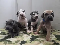 Chuckie, a male Great Dane for sale in Ridgeville, SC – Photo 6 of 10