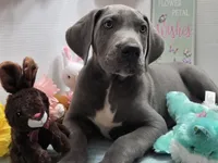 Chuckie, a male Great Dane for sale in Ridgeville, SC – Photo 3 of 10