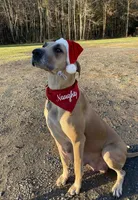 Chuckie, a male Great Dane for sale in Ridgeville, SC – Photo 9 of 10