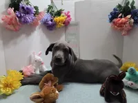 Chuckie, a male Great Dane for sale in Ridgeville, SC – Photo 2 of 10