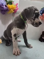 Tommy, a male Great Dane for sale in Ridgeville, SC – Photo 2 of 10