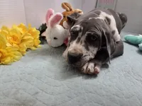 Tommy, a male Great Dane for sale in Ridgeville, SC – Photo 5 of 10