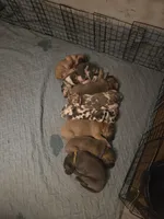 Tommy, a male Great Dane for sale in Ridgeville, SC – Photo 9 of 10