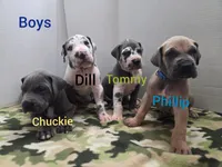Tommy, a male Great Dane for sale in Ridgeville, SC – Photo 10 of 10