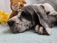 Tommy, a male Great Dane for sale in Ridgeville, SC – Photo 4 of 10