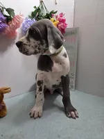 Tommy, a male Great Dane for sale in Ridgeville, SC – Photo 1 of 10