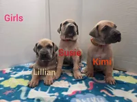 Susie, a male Great Dane for sale in Ridgeville, SC – Photo 10 of 10