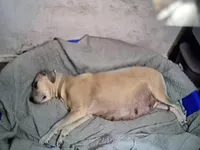 Susie, a male Great Dane for sale in Ridgeville, SC – Photo 9 of 10