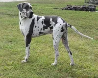 Susie, a male Great Dane for sale in Ridgeville, SC – Photo 6 of 10