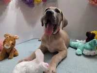 Susie, a male Great Dane for sale in Ridgeville, SC – Photo 2 of 10