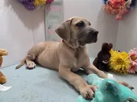 Susie, a male Great Dane for sale in Ridgeville, SC – Photo 3 of 10