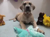 Susie, a male Great Dane for sale in Ridgeville, SC – Photo 1 of 10