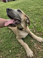 Lillian, a male Great Dane for sale in Ridgeville, SC – Photo 3 of 8