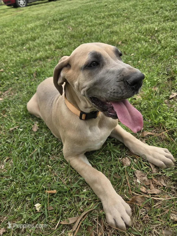 Lillian, a male Great Dane for sale in Ridgeville, SC – Photo 1 of 8